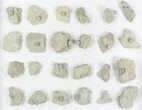 Wholesale Lot of Blastoid Fossils On Shale - Pieces #78034-1
